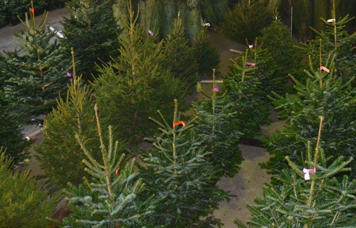 Nordmann Excellent Christmas trees